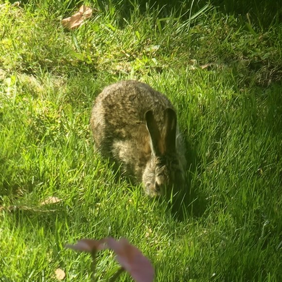 I'm Melissa and offers are welcome - Picture 3 of 6